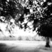 Lensbaby trees by jocasta