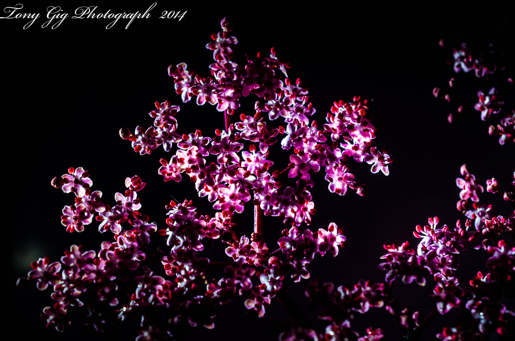 Elderberry Flowers by tonygig