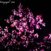 Elderberry Flowers by tonygig