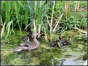 22nd May 2014 - Another duck family