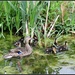 Another duck family by rosiekind