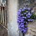 Wall flowers by tracybeautychick
