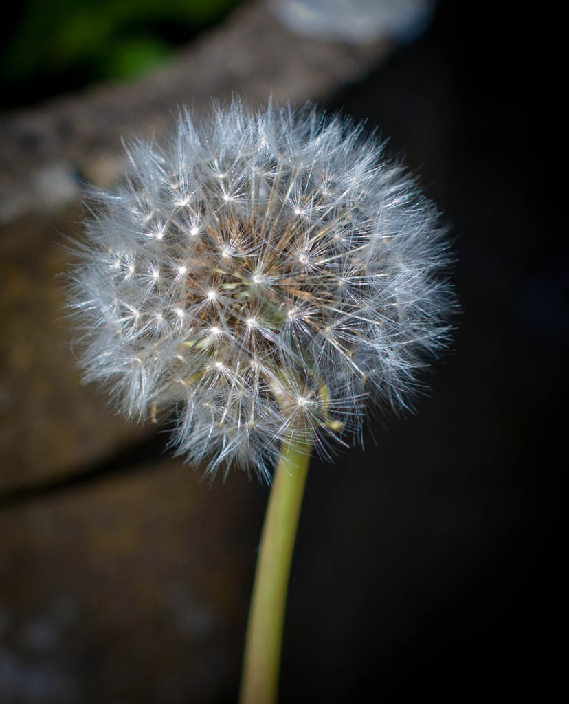 Dandelion by tracybeautychick