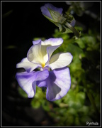 22nd May 2014 - A Violet or Pansies.  (Violaceae)