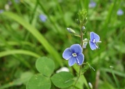 22nd May 2014 - The little blue flower