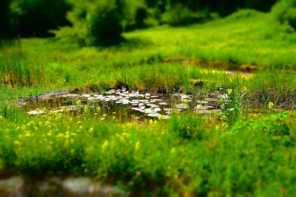 The enchanted pond by cocobella