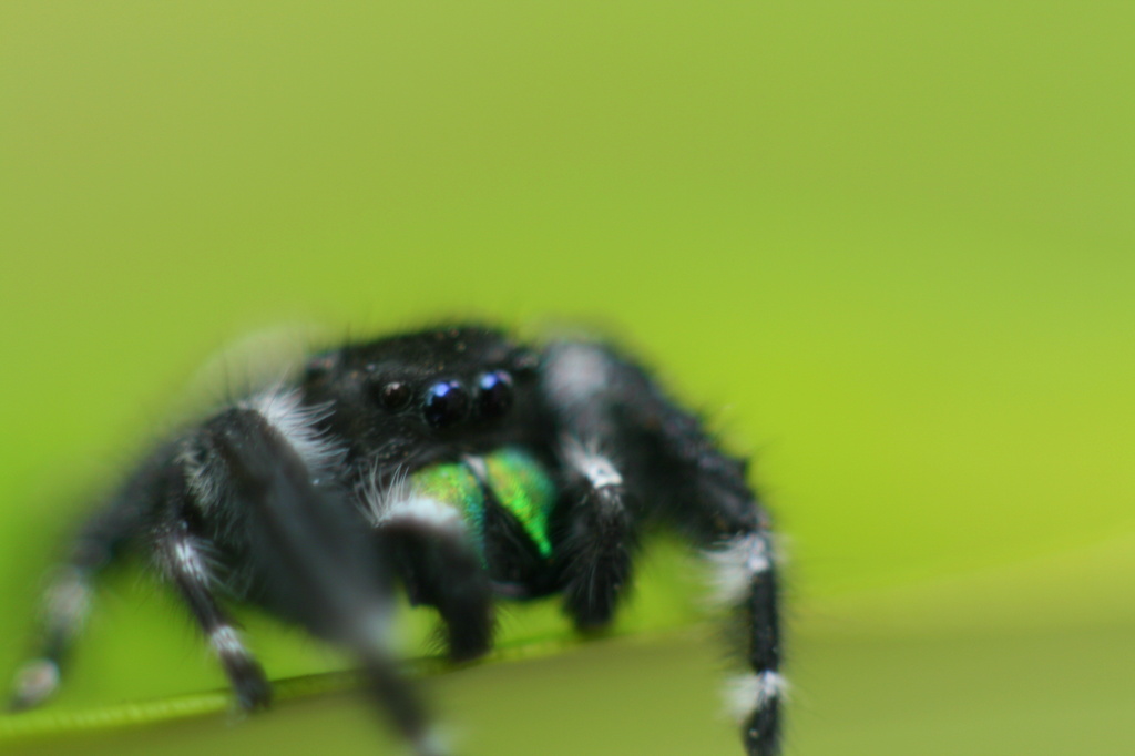 Jumping Spider by kerristephens