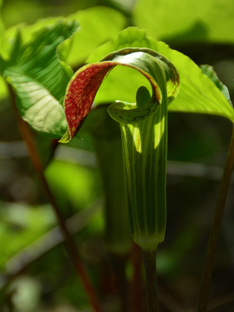 Jack-in-the-Pulpit by jayberg