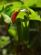 22nd May 2014 - Jack-in-the-Pulpit