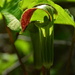 Jack-in-the-Pulpit by jayberg