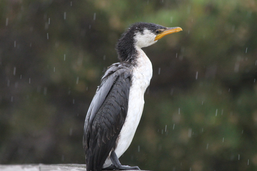 Rainy day - Pied Cormorant by gilbertwood