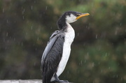 22nd May 2014 - Rainy day - Pied Cormorant