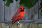 22nd May 2014 - The Other Red Bird