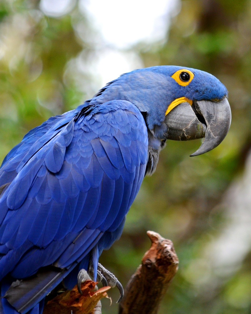 Blue Macaw by mariaostrowski