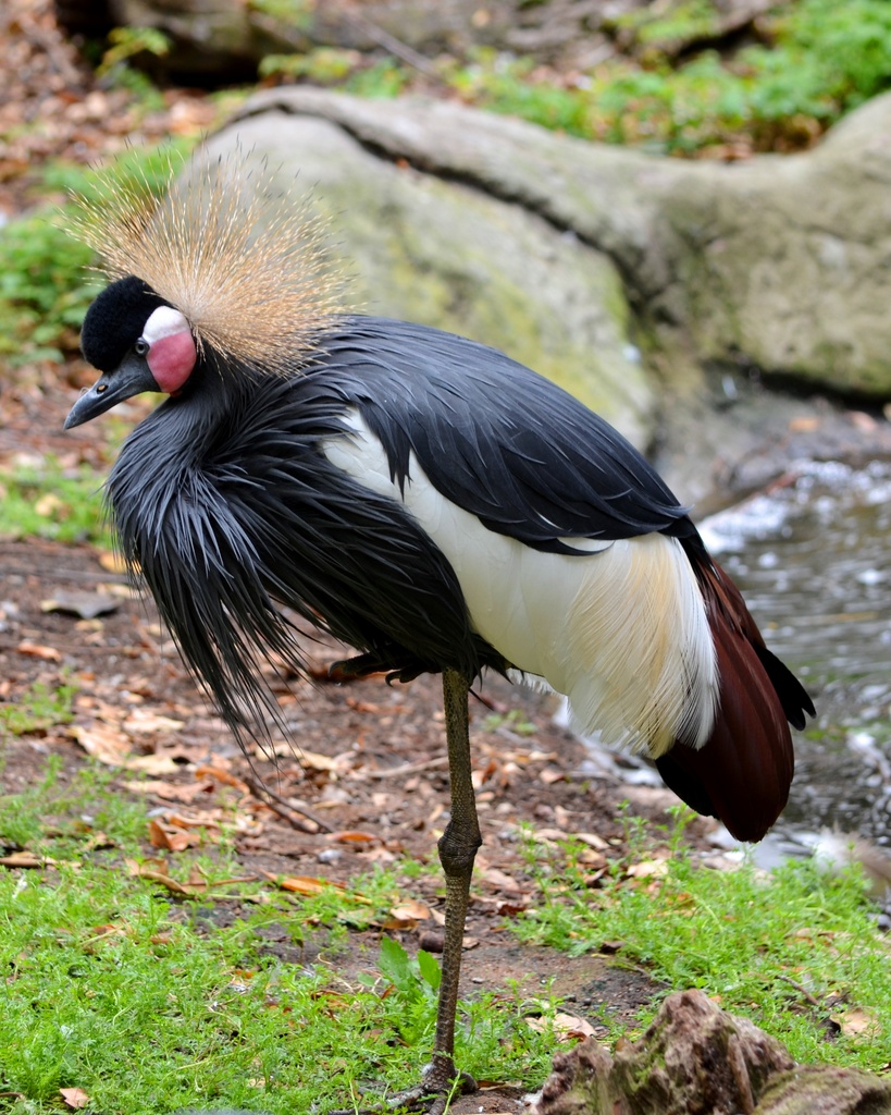 East African Crowned Crane by mariaostrowski