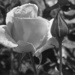 Vanilla Rose by redy4et