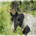 Horse In Oils by digitalrn
