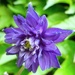Blue bloom by gabis