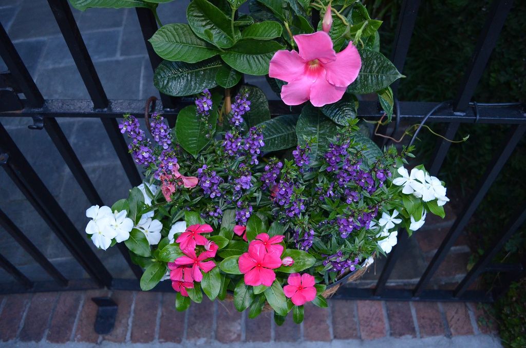 Harleston Village flowers, historic district, Charleston, SC by congaree