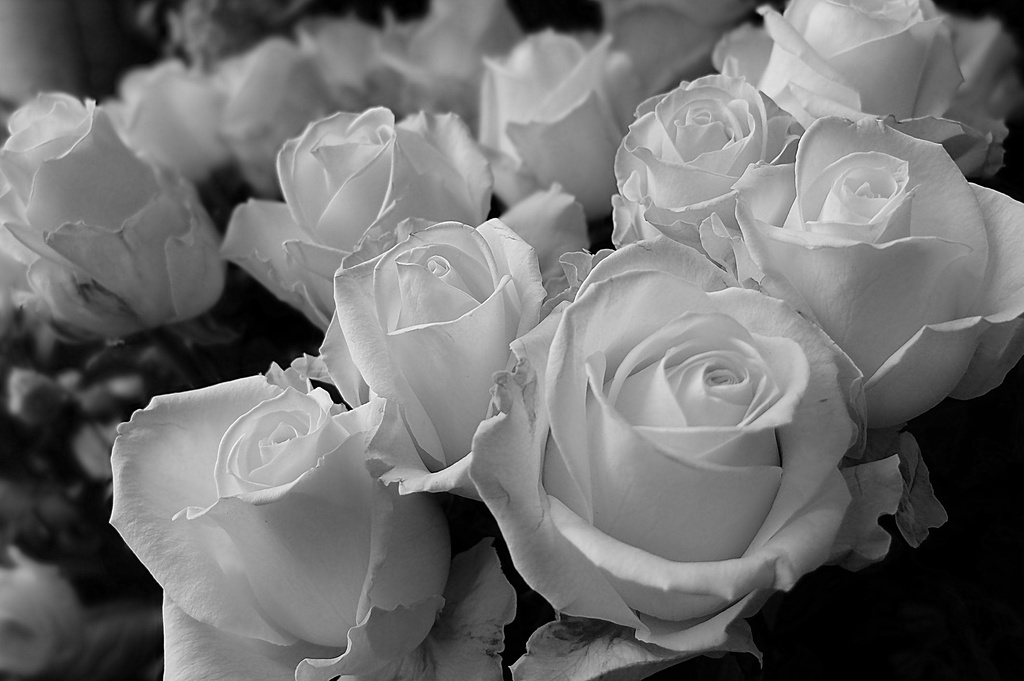 roses..........  by quietpurplehaze