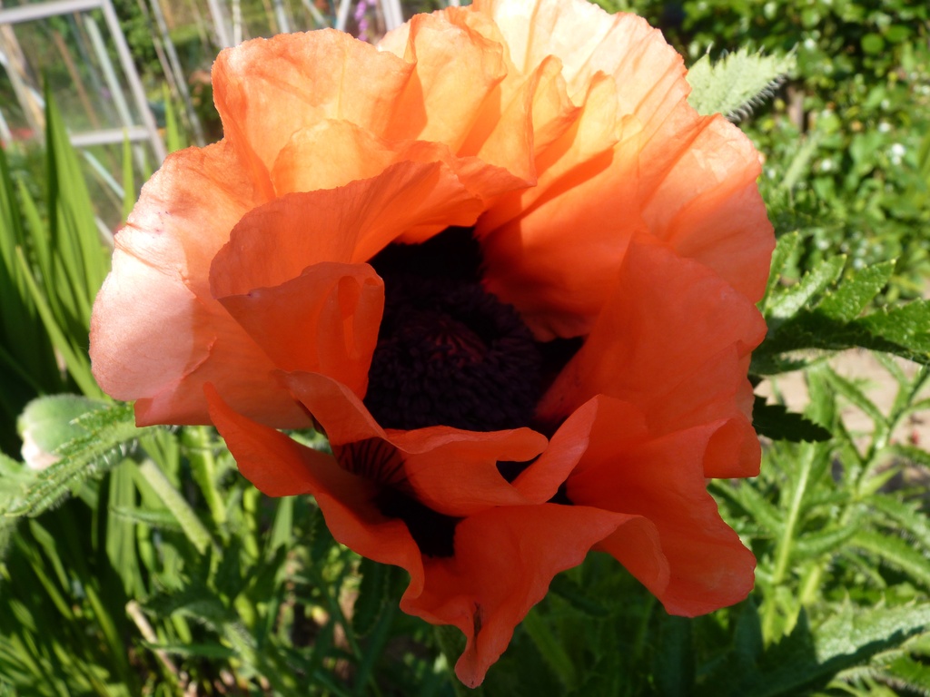 Papaver by lellie