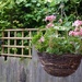 Geranium basket by lellie