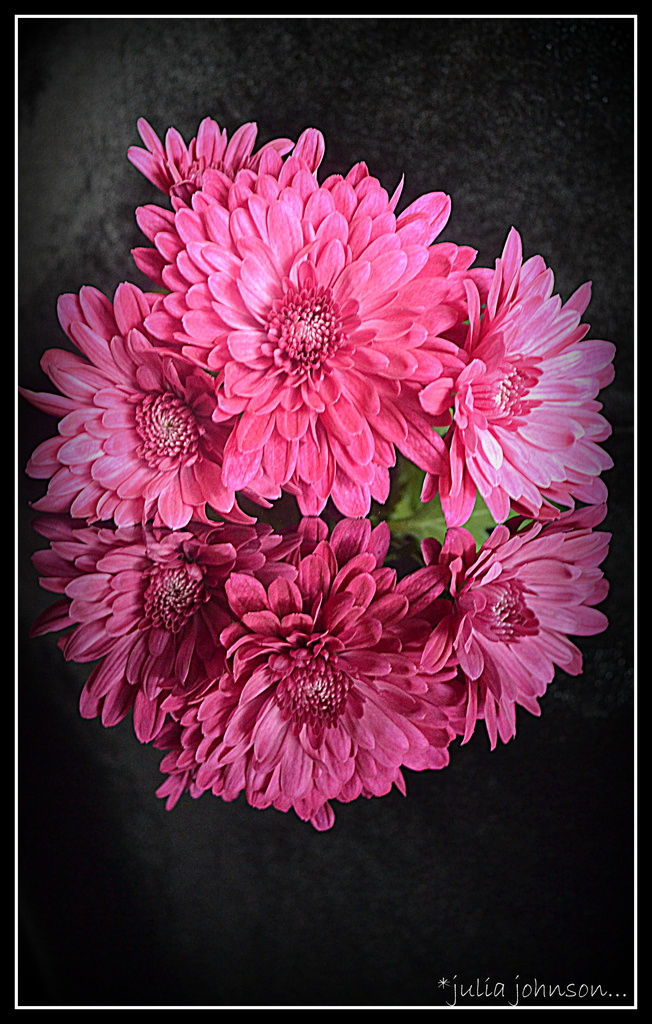 Chrysanthamum.. Pink for May.. by julzmaioro