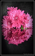 23rd May 2014 - Chrysanthamum.. Pink for May..