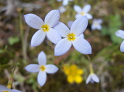 22nd May 2014 - Tiny Wild Flowers