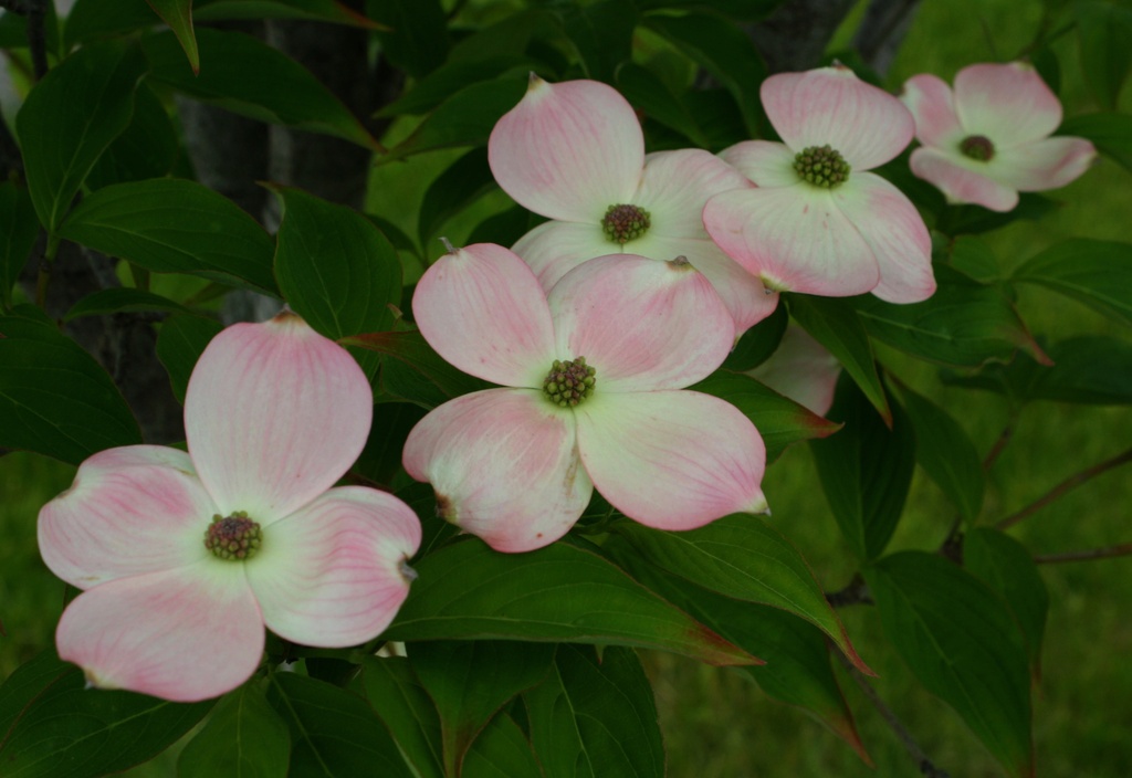 Dogwood flowers by mittens