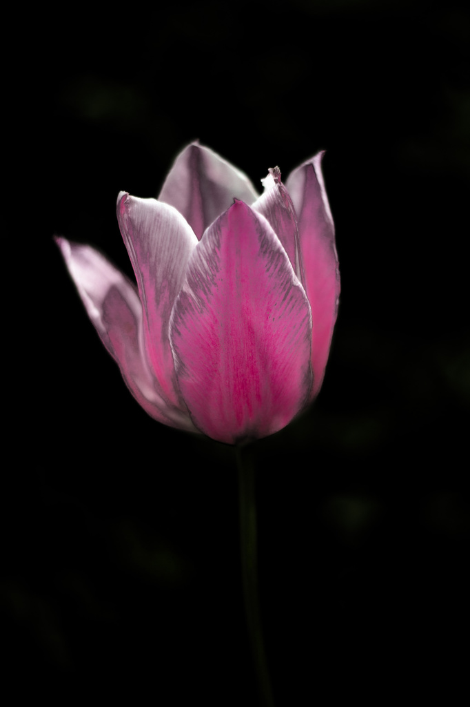 Tulip by ukandie1