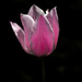 Tulip by ukandie1