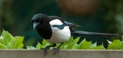 23rd May 2014 - 23rd May 2014 - Watch out, there's a magpie about!!