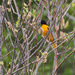 Baltimore Oriole by kannafoot