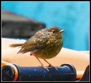 23rd May 2014 - Baby robin on the dustbin