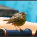 Baby robin on the dustbin by rosiekind