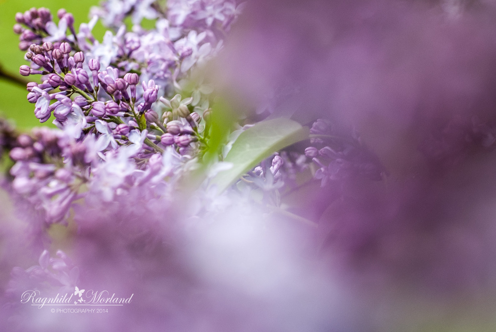 Lilac Blooming by ragnhildmorland