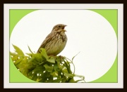 23rd May 2014 - I think this is a corn bunting