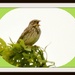 I think this is a corn bunting by rosiekind