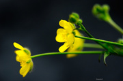 23rd May 2014 - Buttercups