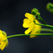 Buttercups by elisasaeter