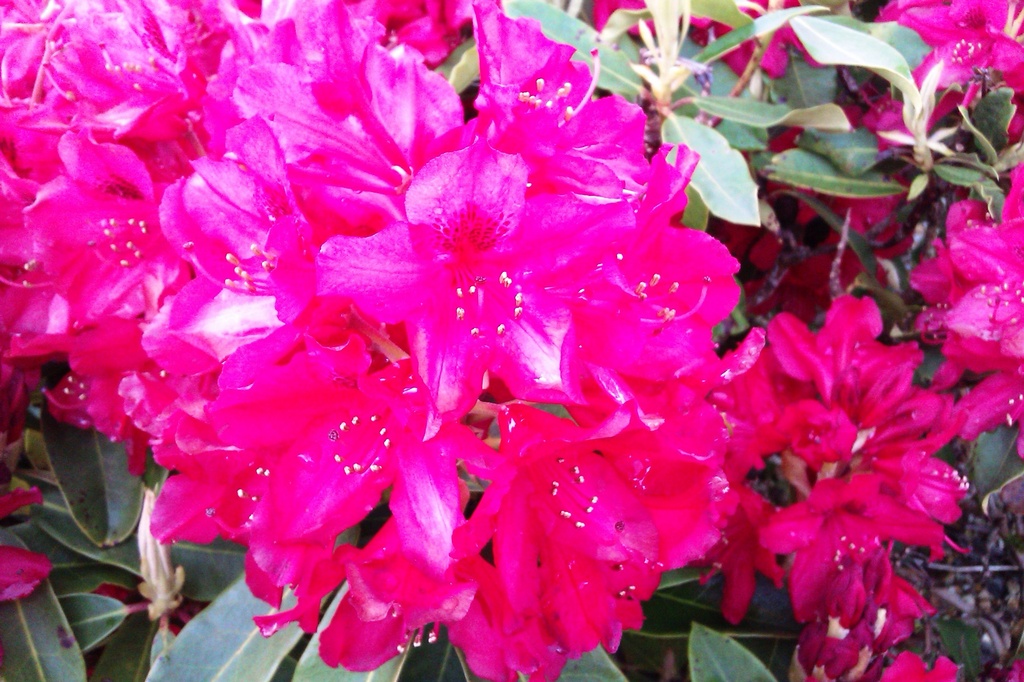 Rhododendron 4 by jennymdennis
