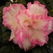 Rododendron( azalea) by pyrrhula