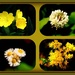 Tennessee Wildflowers by vernabeth