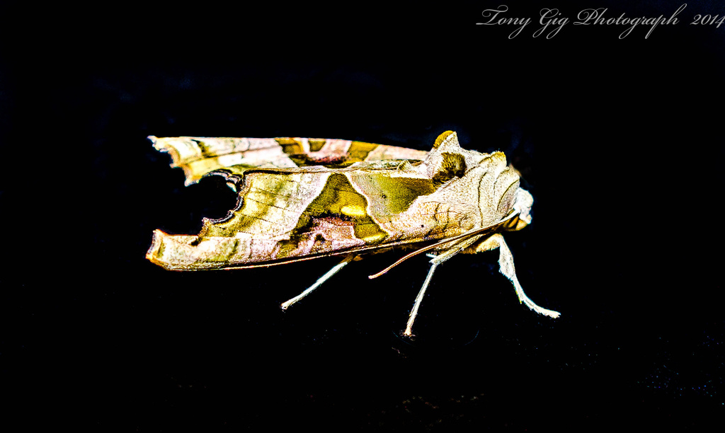Colourful Moth by tonygig