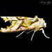 Colourful Moth by tonygig