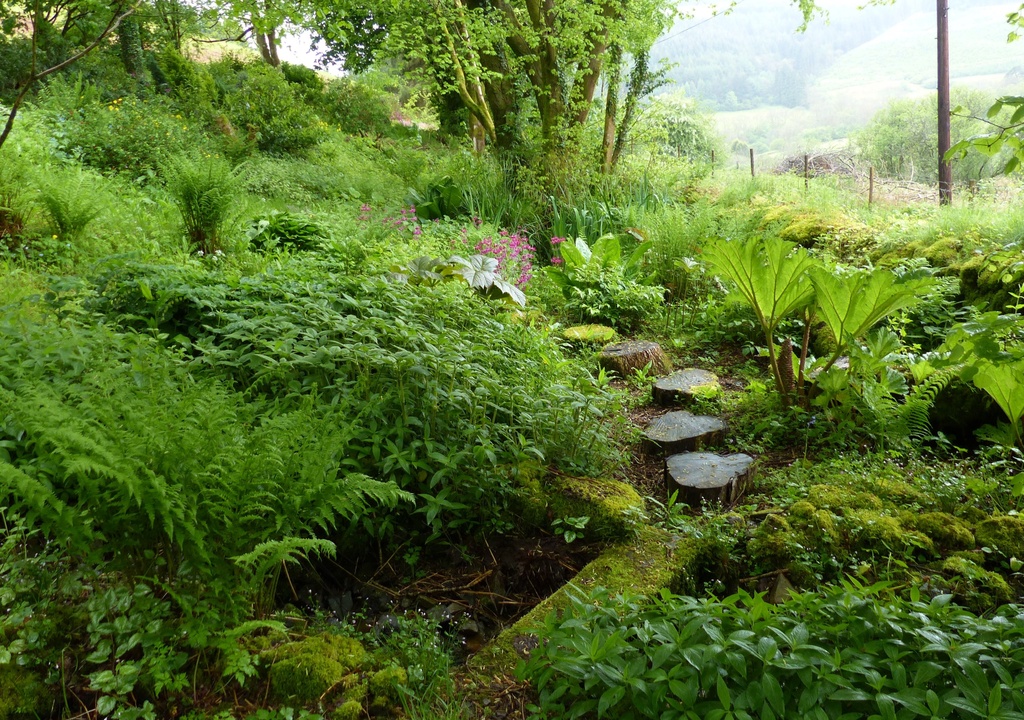 The Bog Garden in the Rain by susiemc