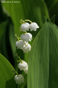 23rd May 2014 - Lily-of-the-Valley