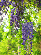 23rd May 2014 - Wysteria