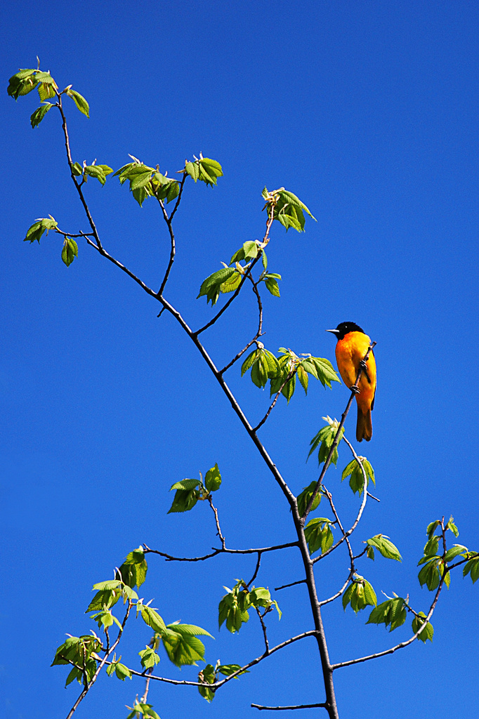 Little bird on a branch! by fayefaye